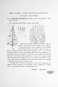Ramularia macrospora image